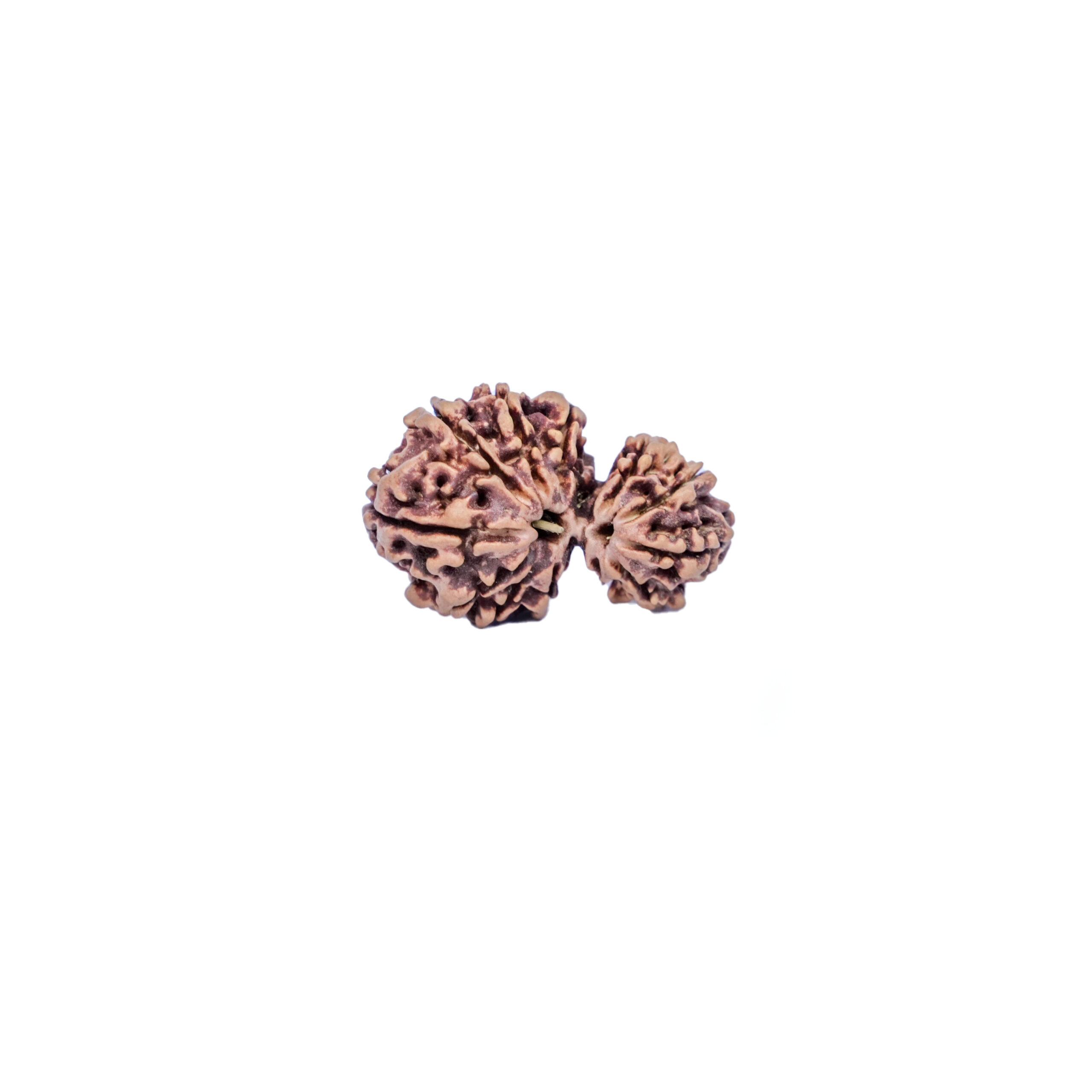 Garbha Gauri Rudraksha