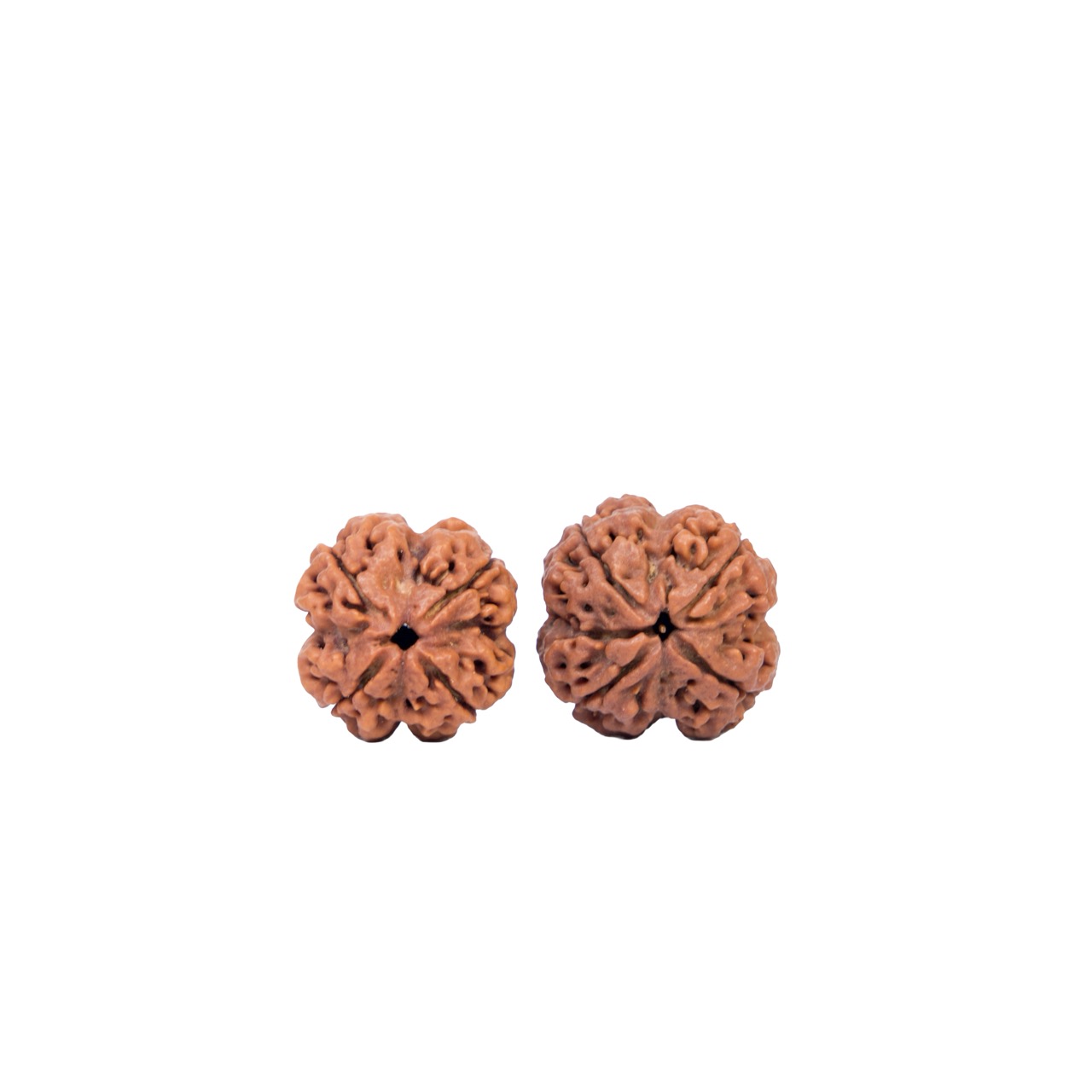 Divine Wisdom 4 Mukhi Rudraksha