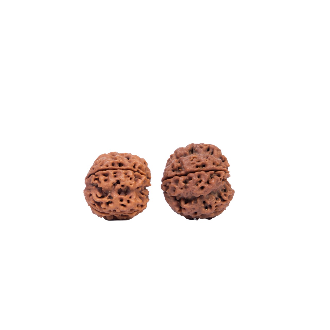 Divine Wisdom 4 Mukhi Rudraksha