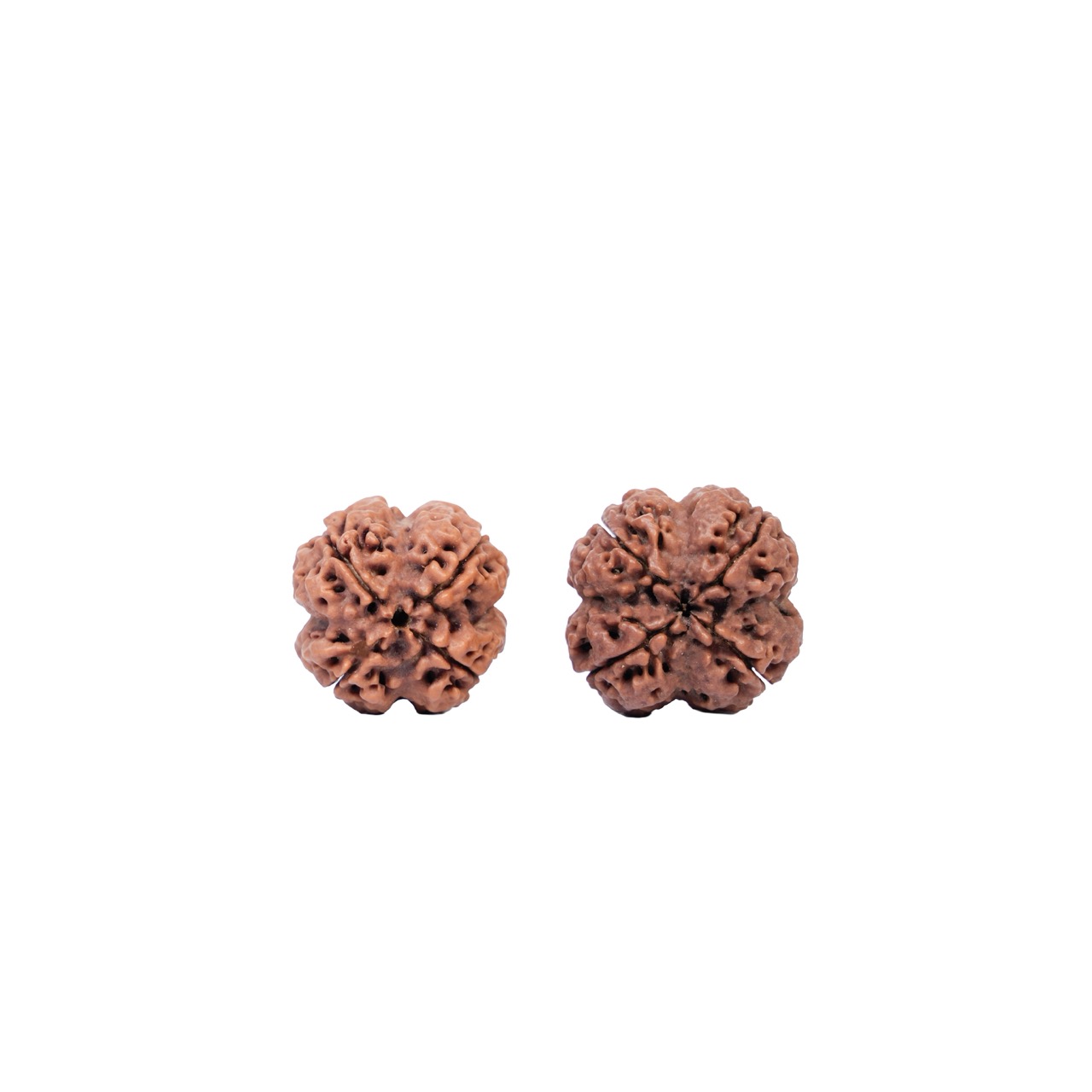 Divine Wisdom 4 Mukhi Rudraksha