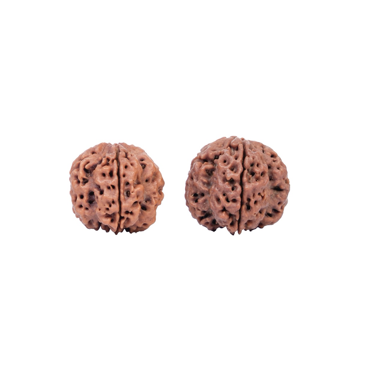 Divine Wisdom 4 Mukhi Rudraksha
