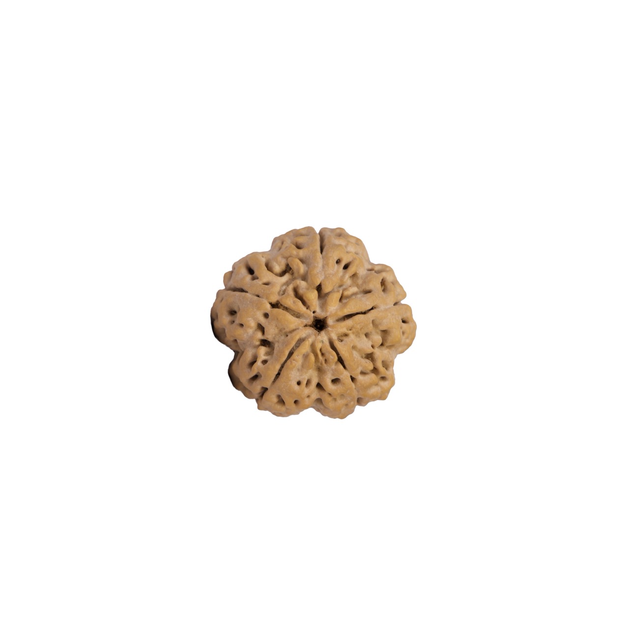 Panchmukhi Harmony 5 Mukhi Rudraksha