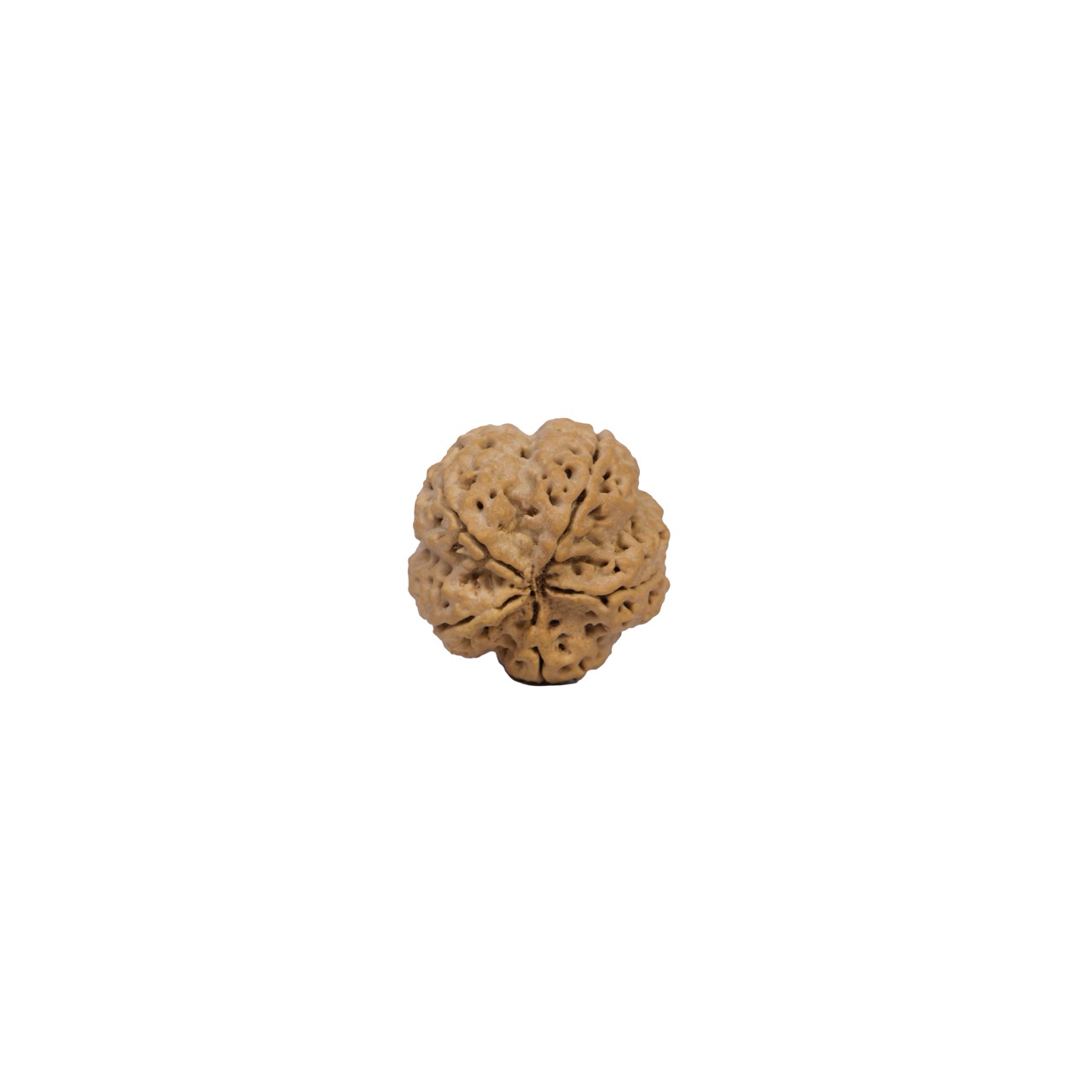 Panchmukhi Harmony 5 Mukhi Rudraksha