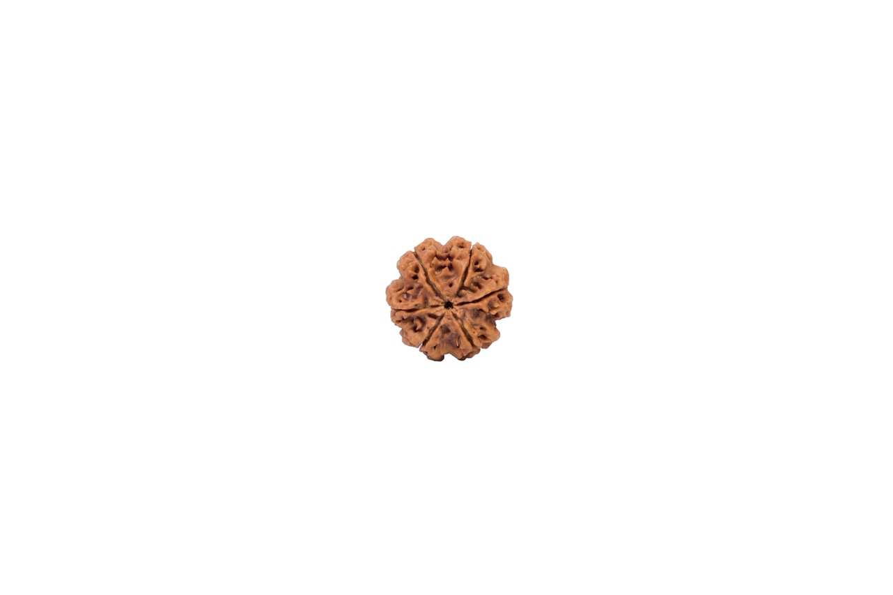 6 Mukhi Rudraksha – Natural Spiritual Bead