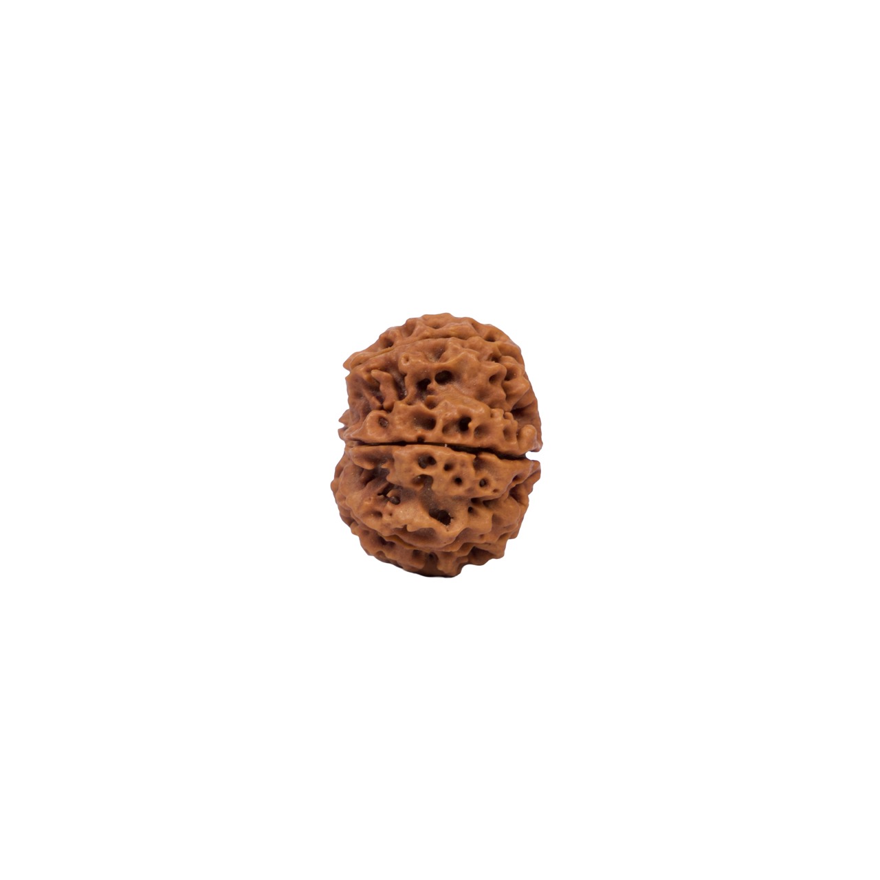 6 Mukhi Rudraksha – Natural Spiritual Bead