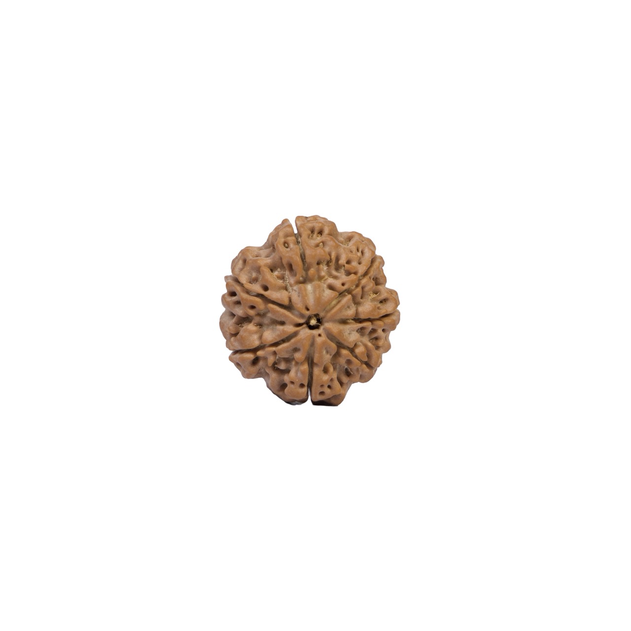 7 Mukhi Rudraksha – Sacred Spiritual Bead