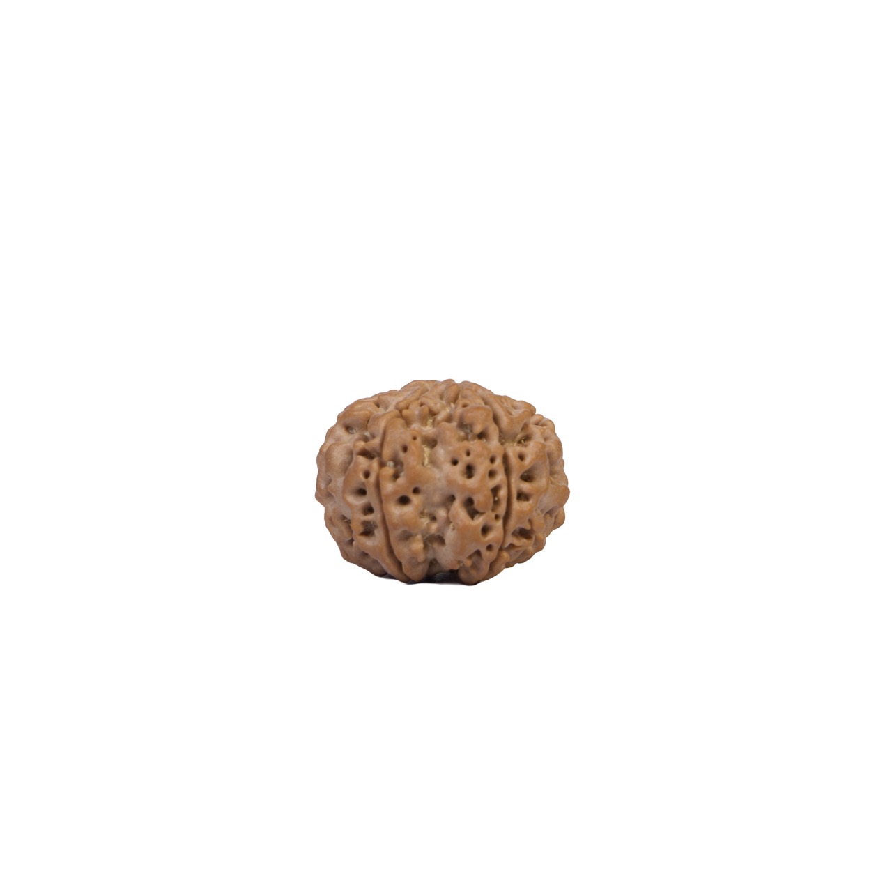 7 Mukhi Rudraksha – Sacred Spiritual Bead