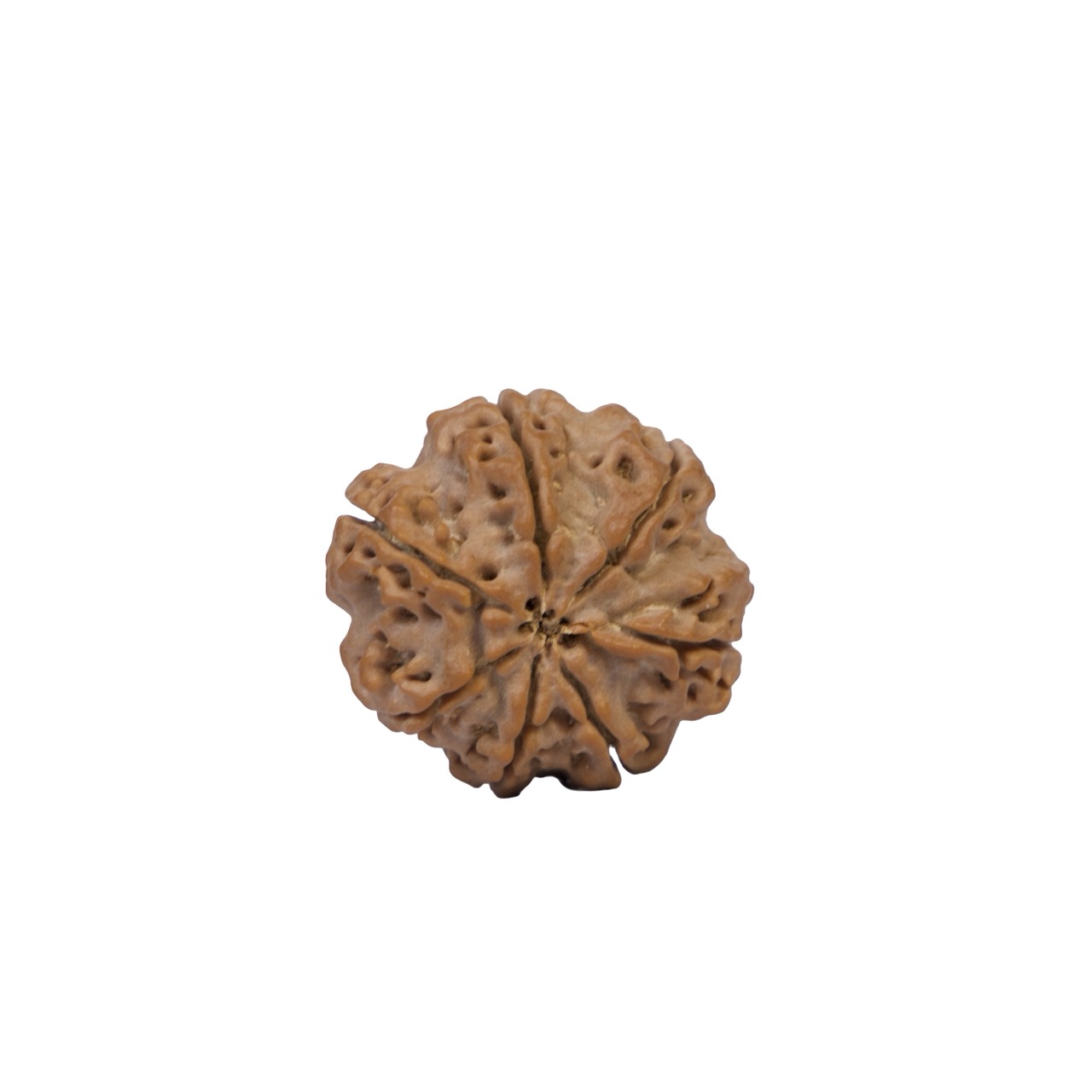 7 Mukhi Rudraksha – Sacred Spiritual Bead