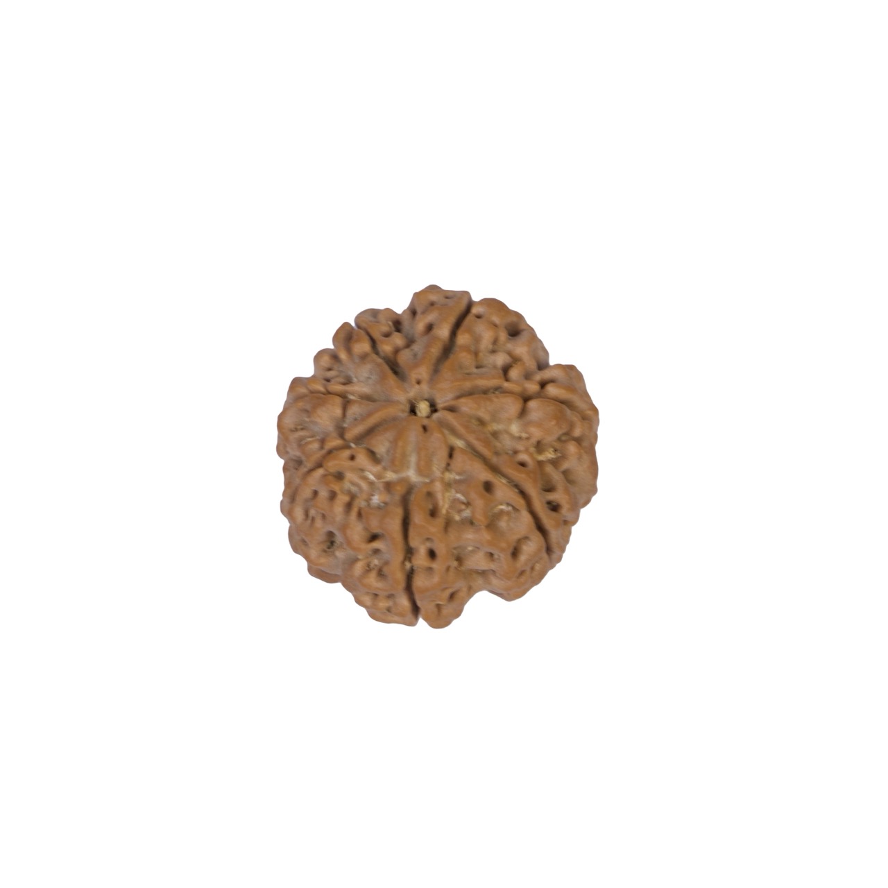 7 Mukhi Rudraksha – Sacred Spiritual Bead