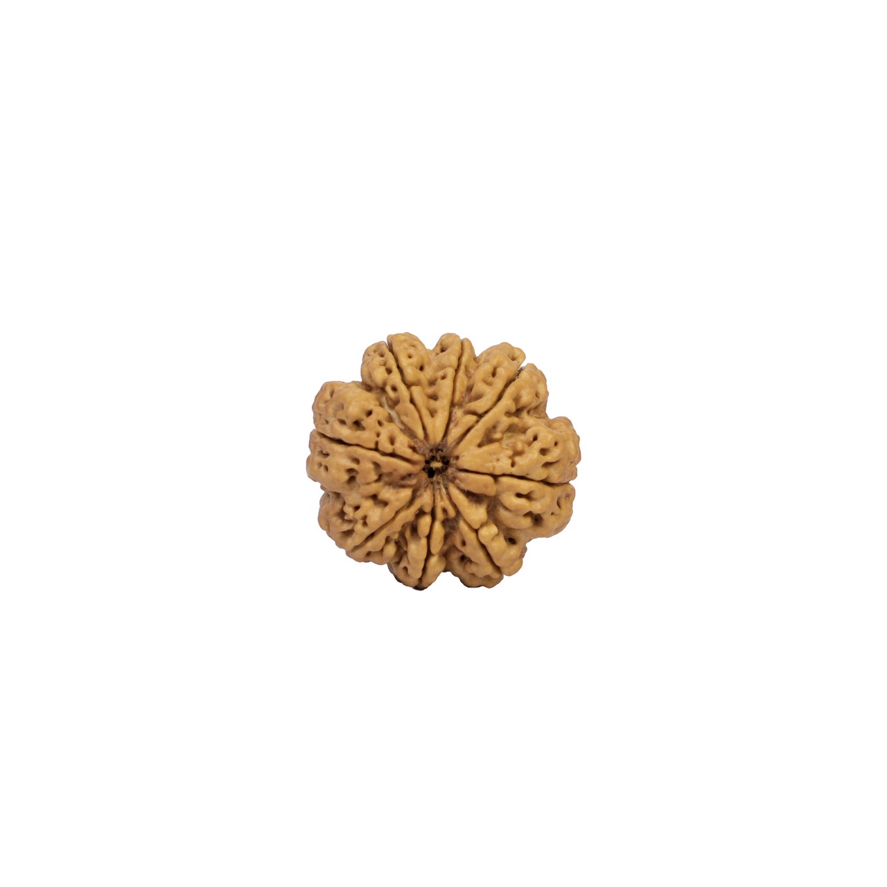 8 Mukhi Rudraksha — Natural Eight-Faced Bead