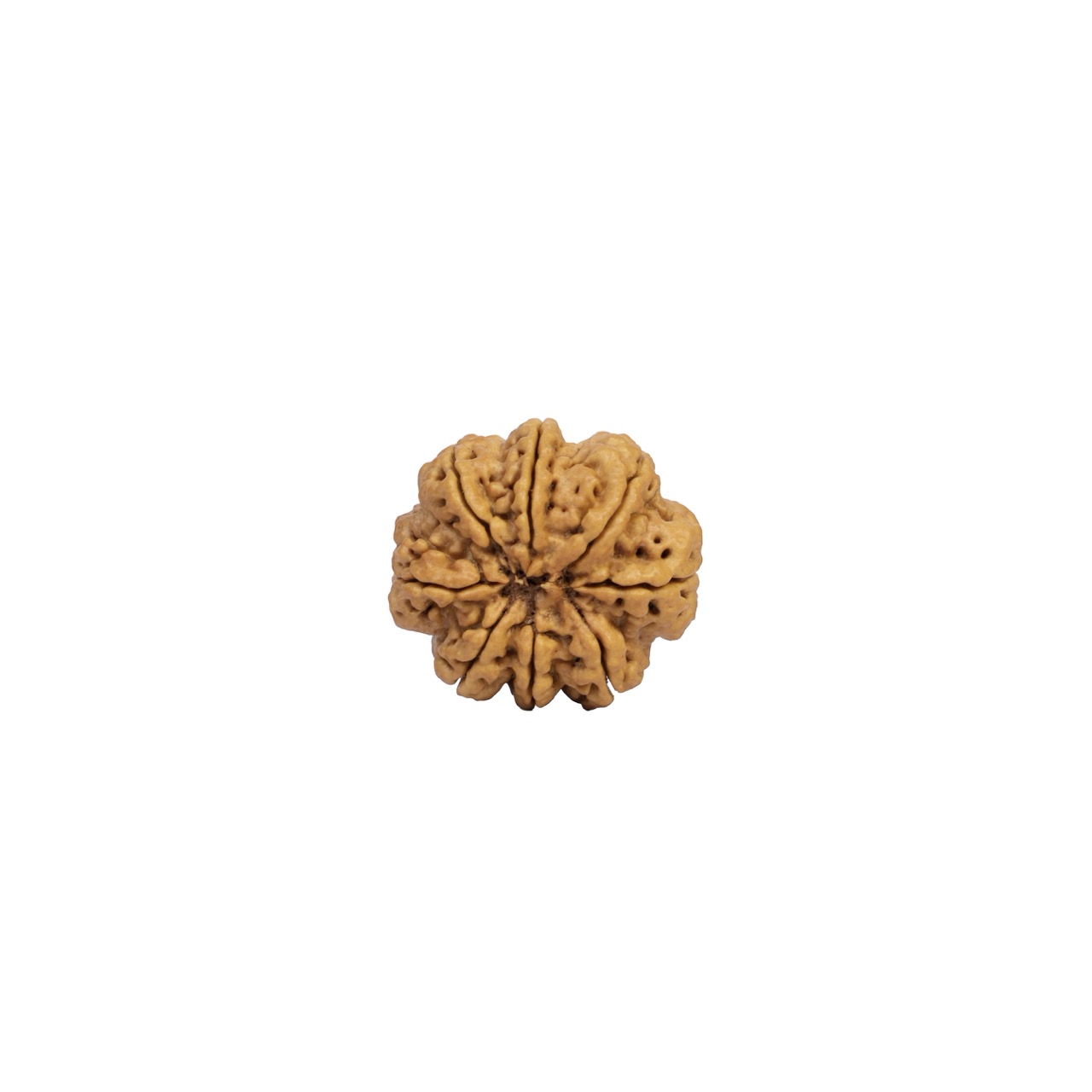 8 Mukhi Rudraksha — Natural Eight-Faced Bead