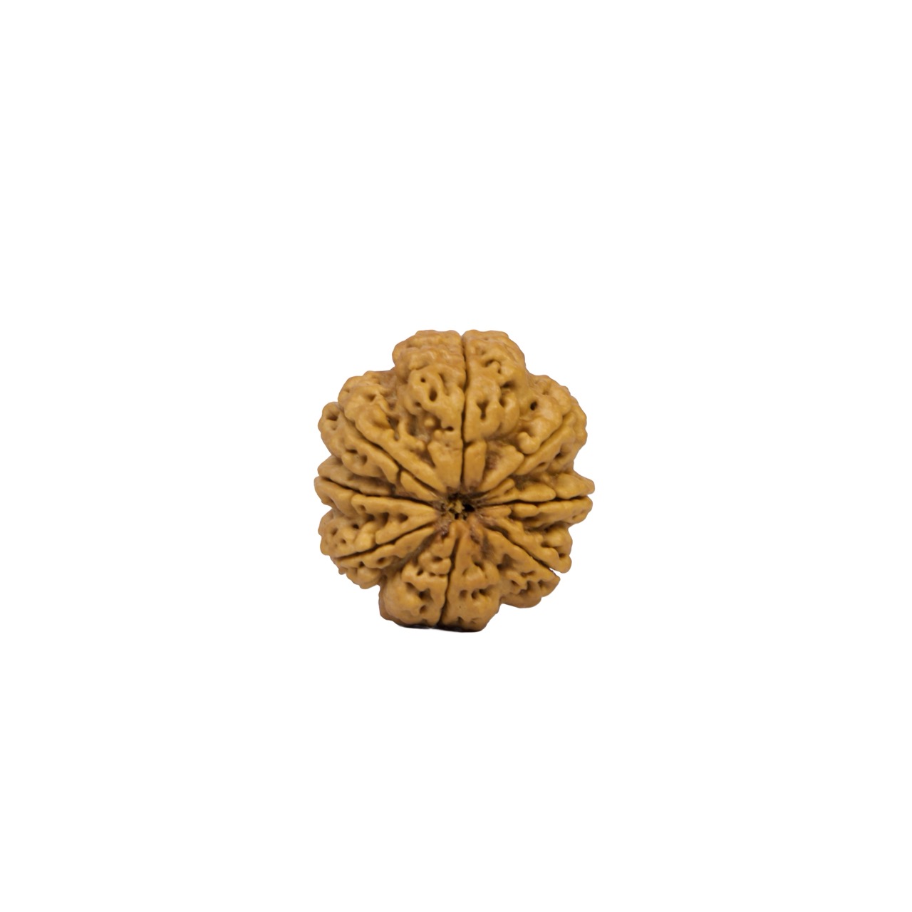 8 Mukhi Rudraksha — Natural Eight-Faced Bead