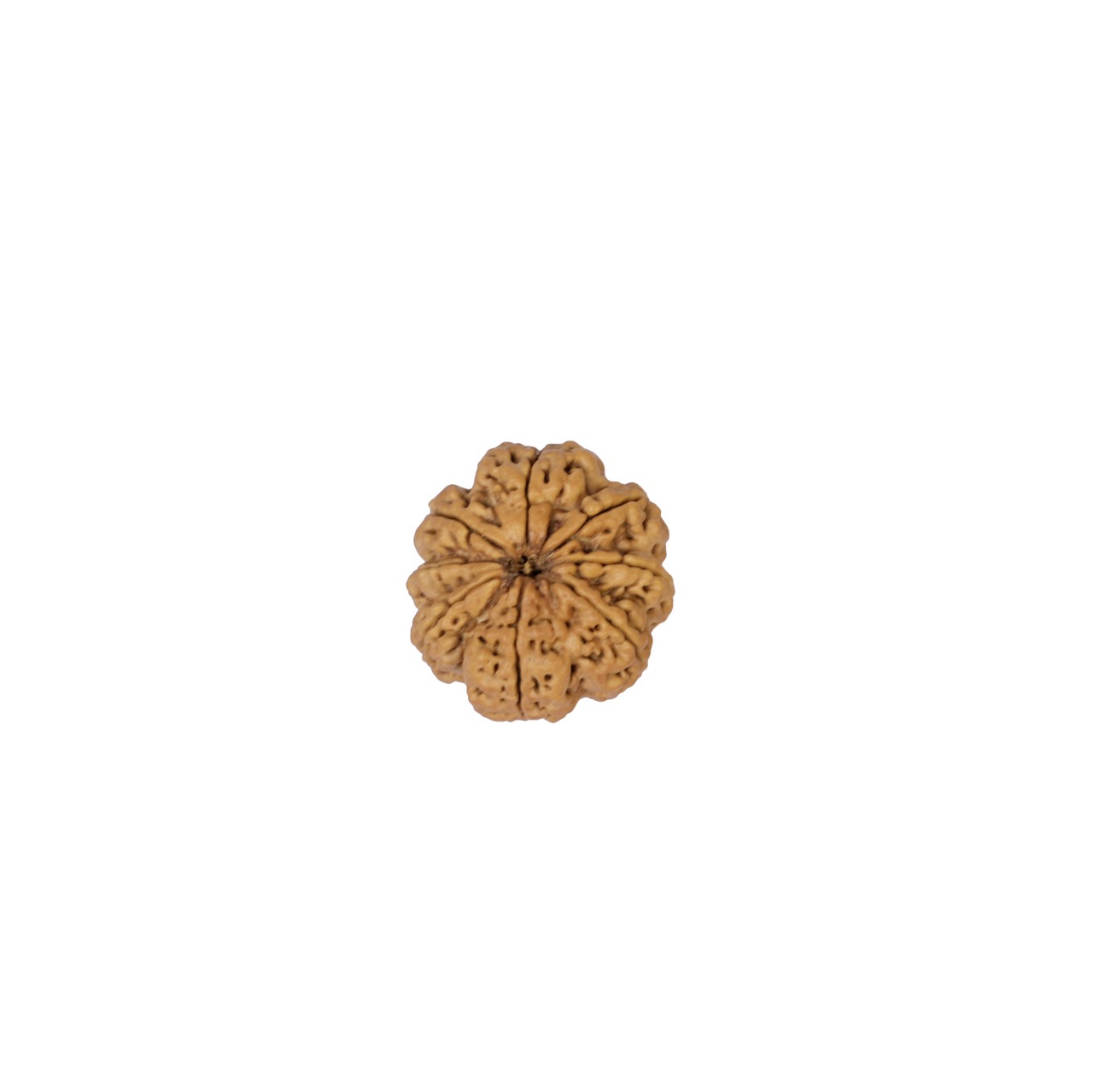 8 Mukhi Rudraksha — Natural Eight-Faced Bead