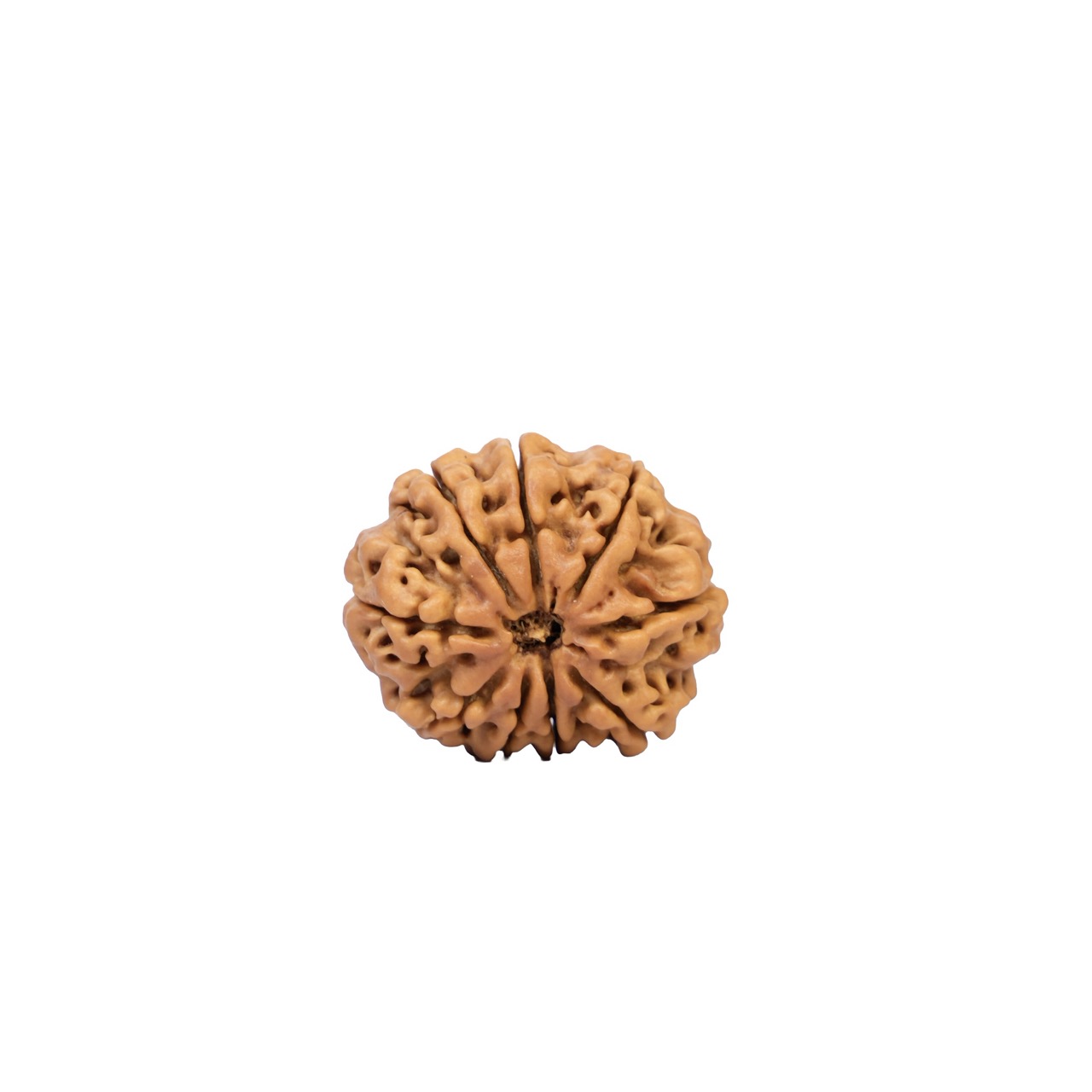 9 Mukhi Rudraksha – Sacred Nine-Faced Rudraksha