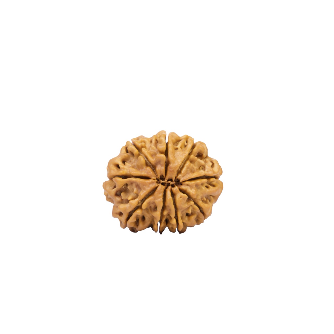 9 Mukhi Rudraksha – Sacred Nine-Faced Rudraksha
