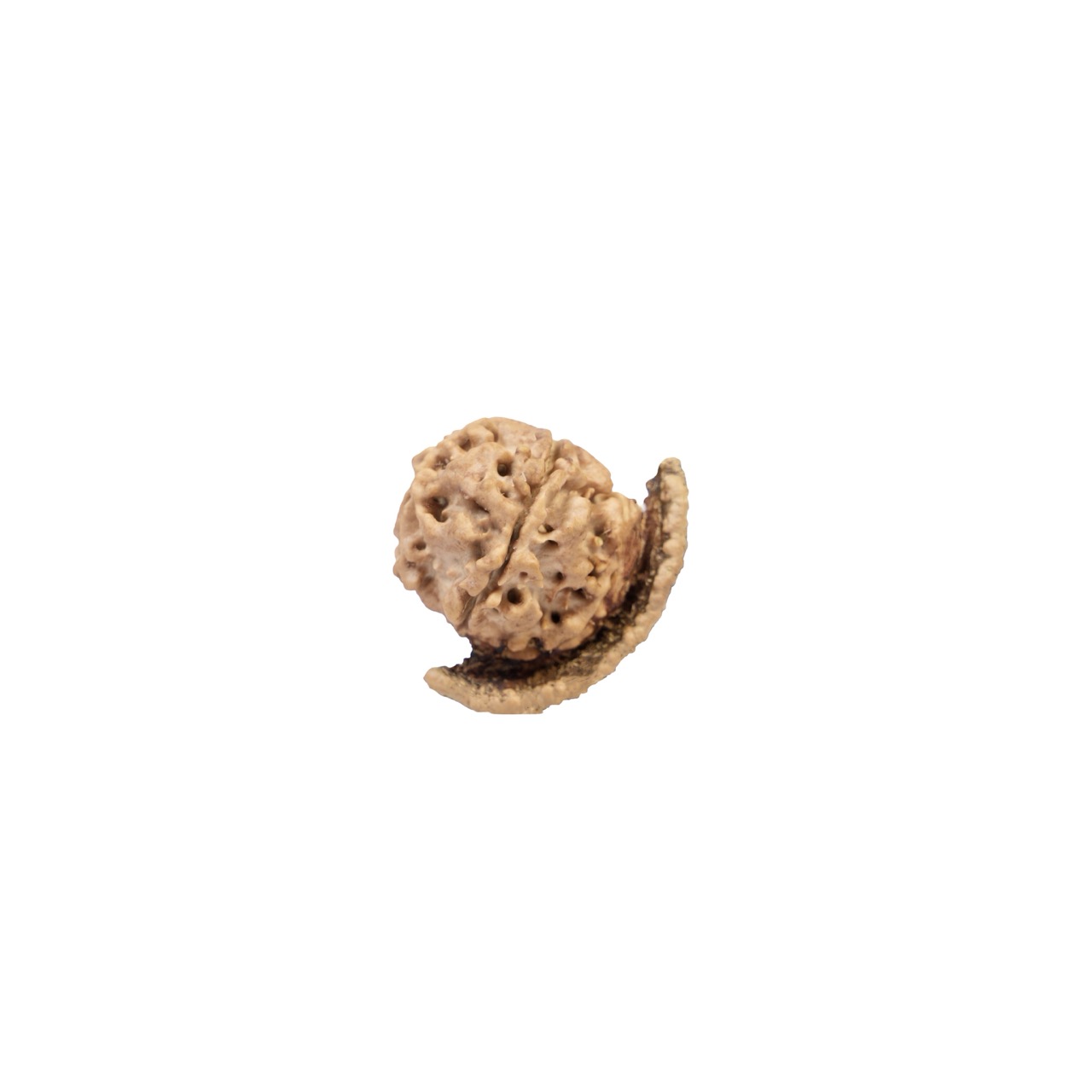 Chandra – Rare Natural Moon-Shaped Rudraksha