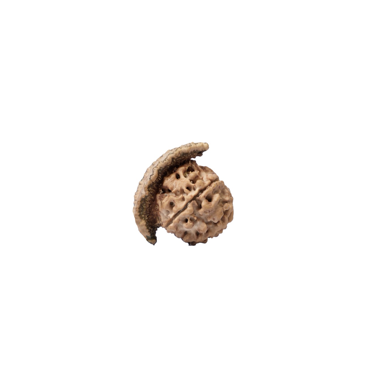 Chandra – Rare Natural Moon-Shaped Rudraksha