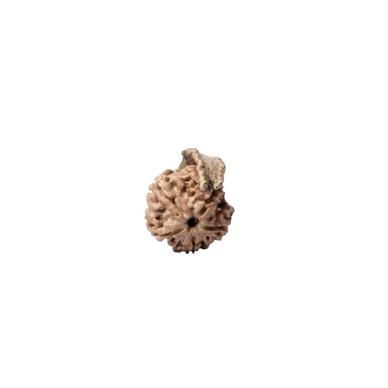 Chandra – Rare Natural Moon-Shaped Rudraksha