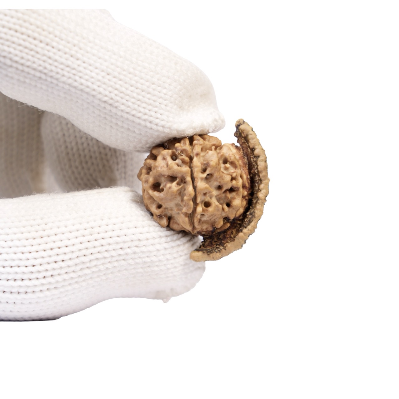 Chandra – Rare Natural Moon-Shaped Rudraksha