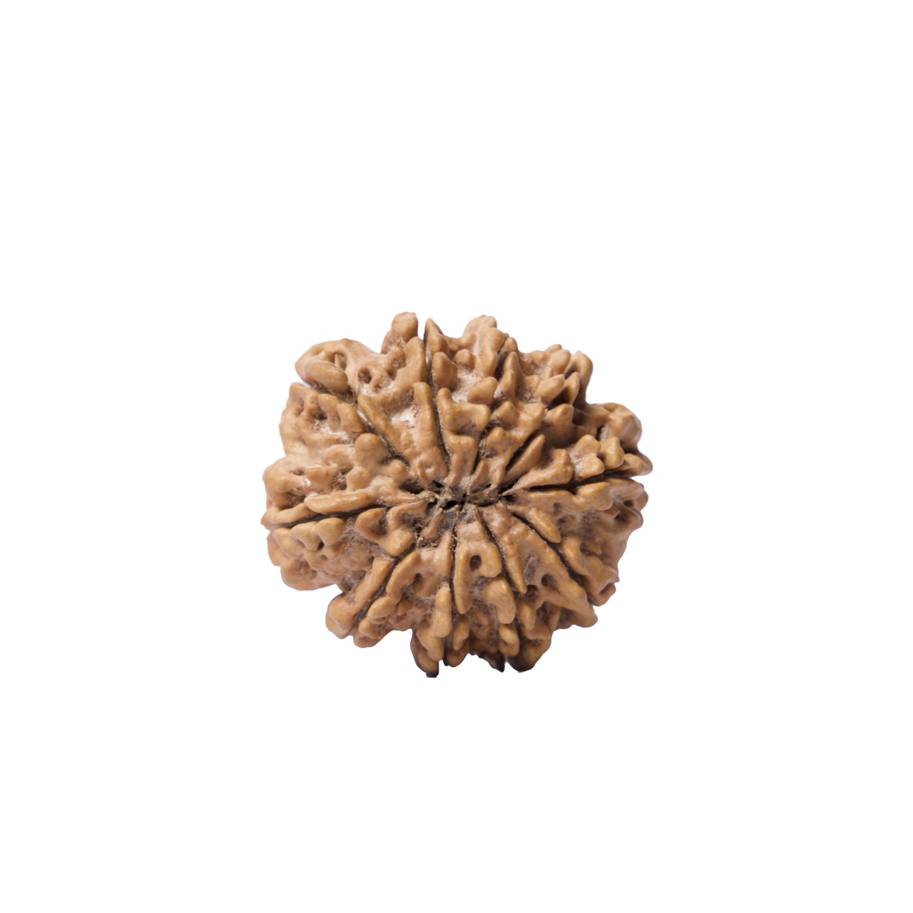 10 Mukhi Rudraksha – Ten-Faced Divine Rudraksha