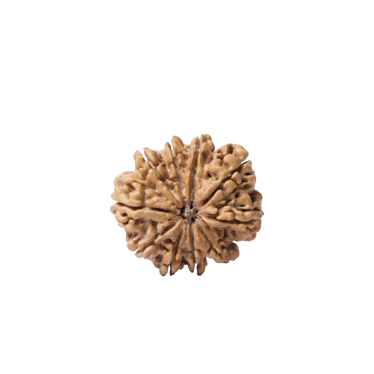 10 Mukhi Rudraksha – Ten-Faced Divine Rudraksha