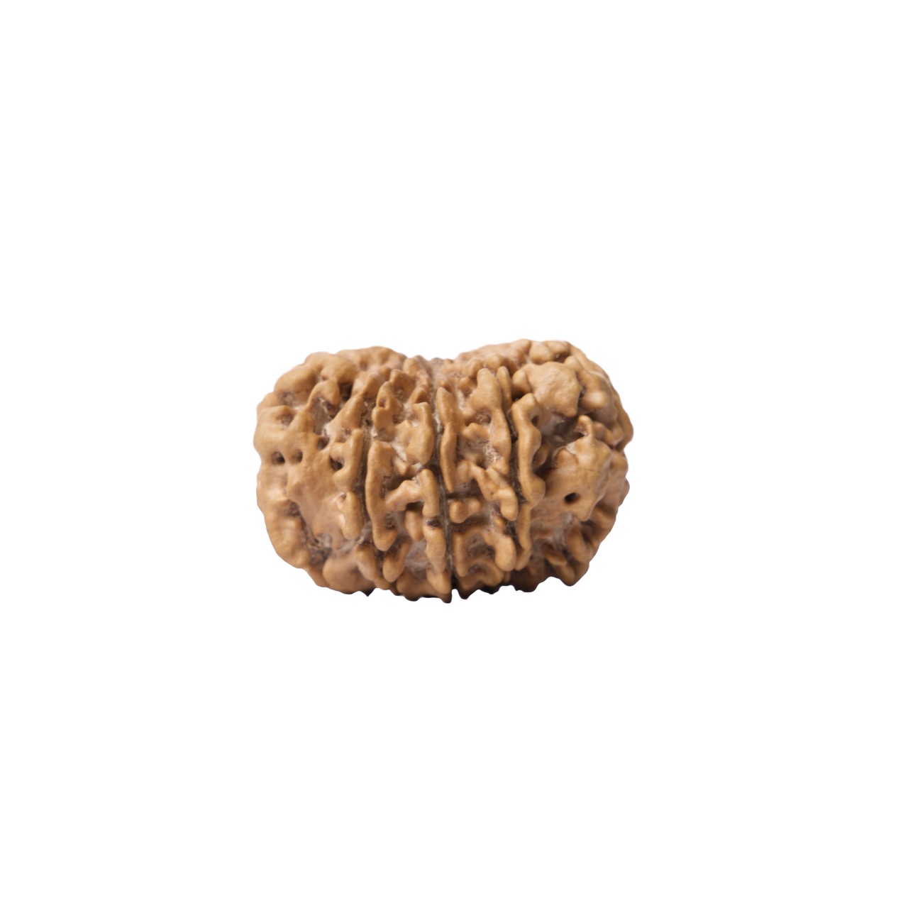 10 Mukhi Rudraksha – Ten-Faced Divine Rudraksha