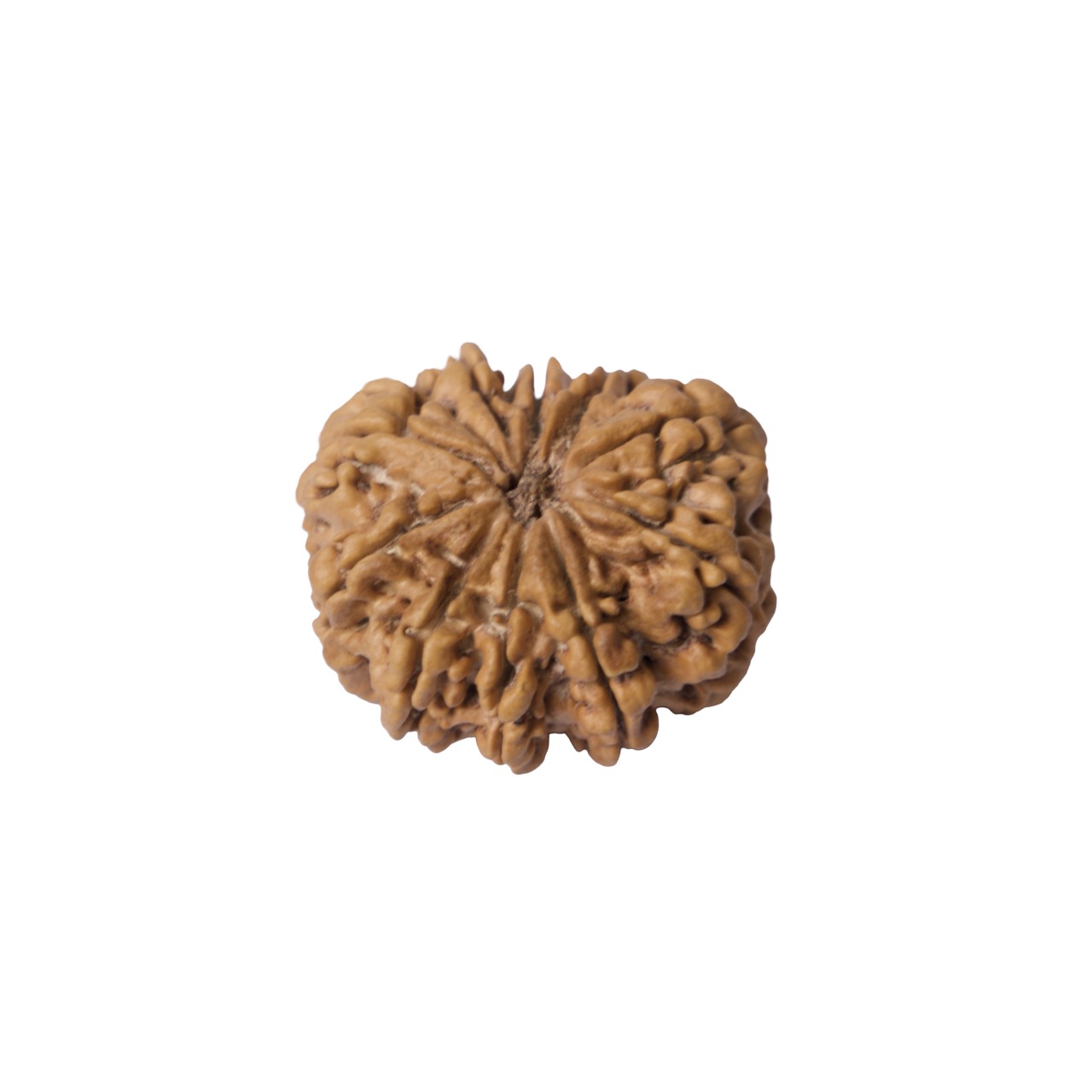 10 Mukhi Rudraksha – Ten-Faced Divine Rudraksha