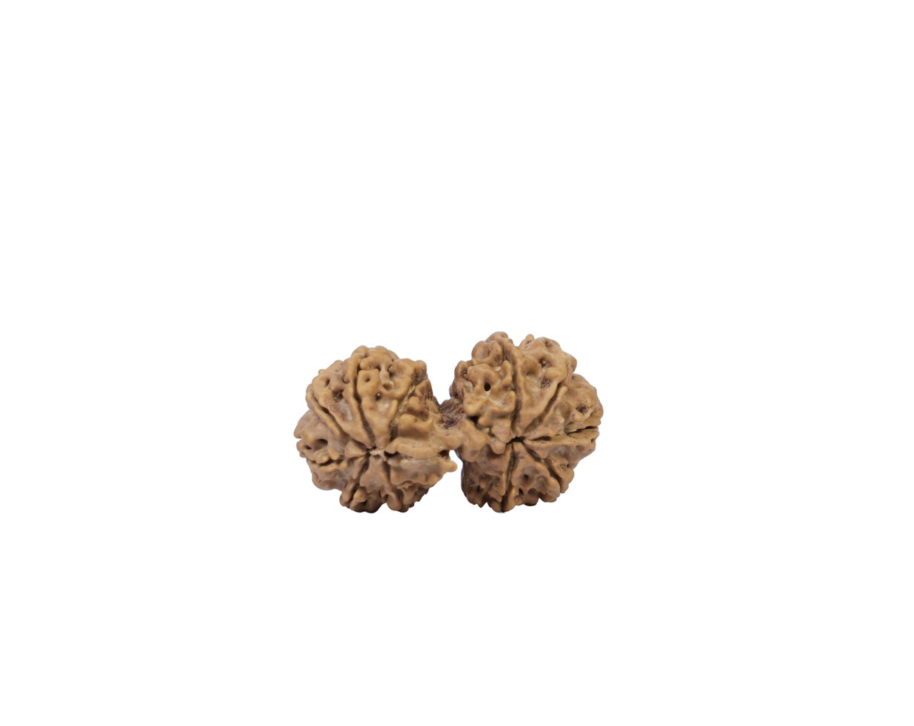 11 Mukhi Gauri Shankar Rudraksha – Sacred Union of Two Rudraksha