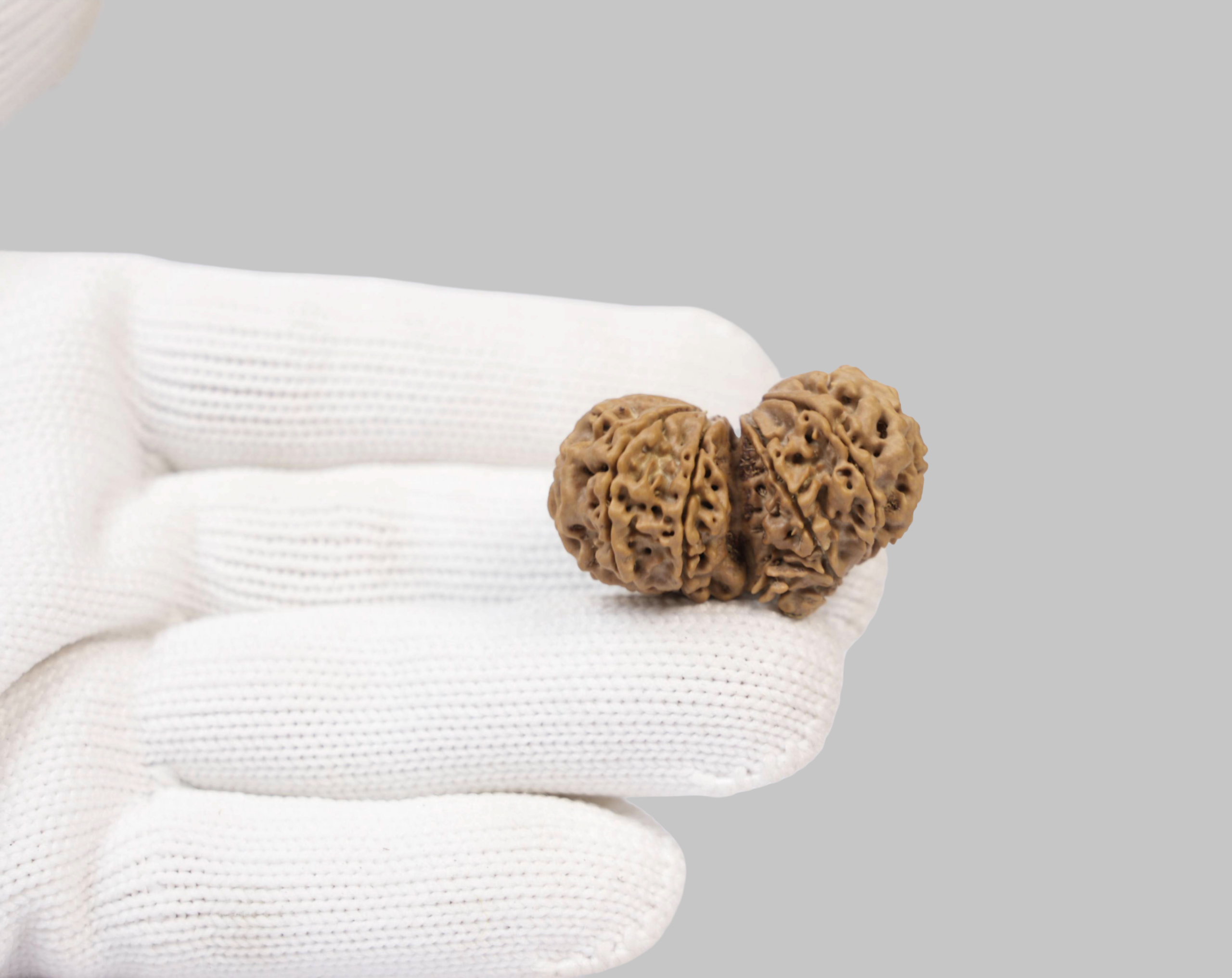 11 Mukhi Gauri Shankar Rudraksha – Sacred Union of Two Rudraksha