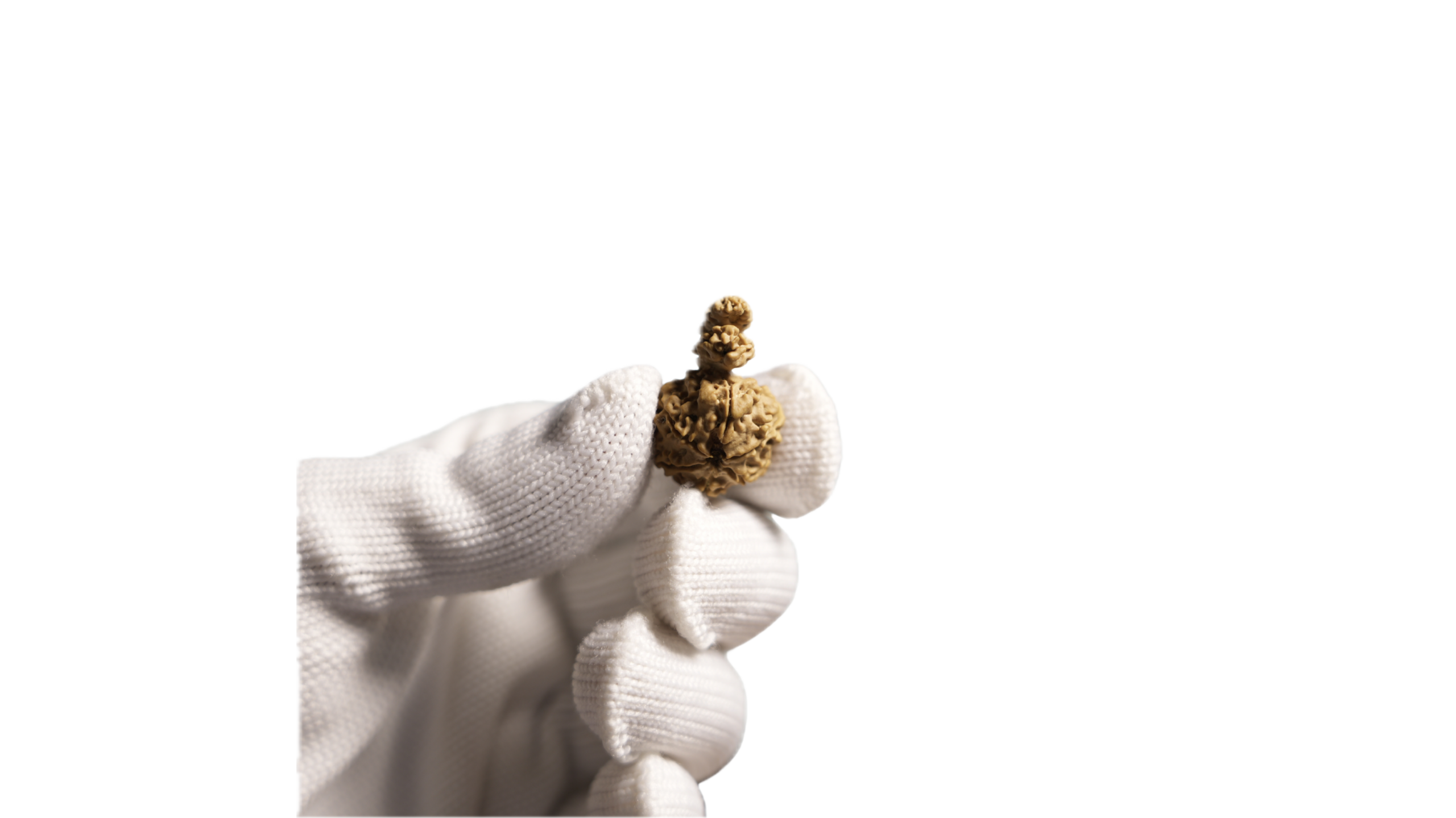 7 Mukhi Double Sawar Rudraksha | Original & Authentic