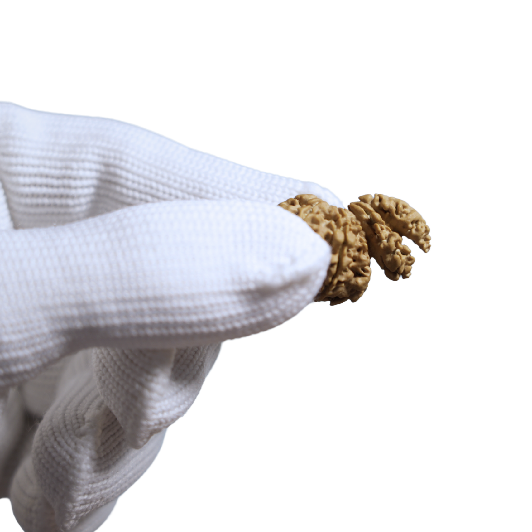 7 Mukhi Double Sawar Rudraksha | Original & Authentic