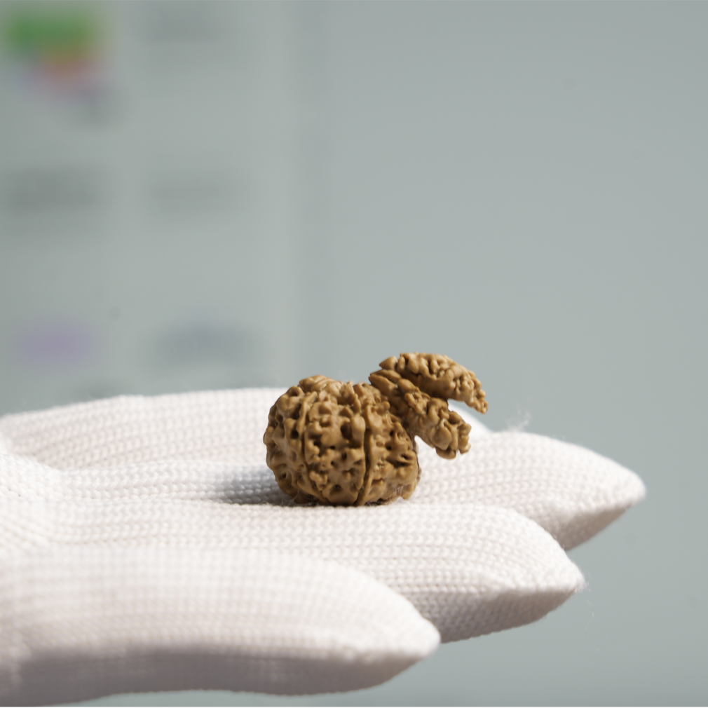7 Mukhi Double Sawar Rudraksha | Original & Authentic