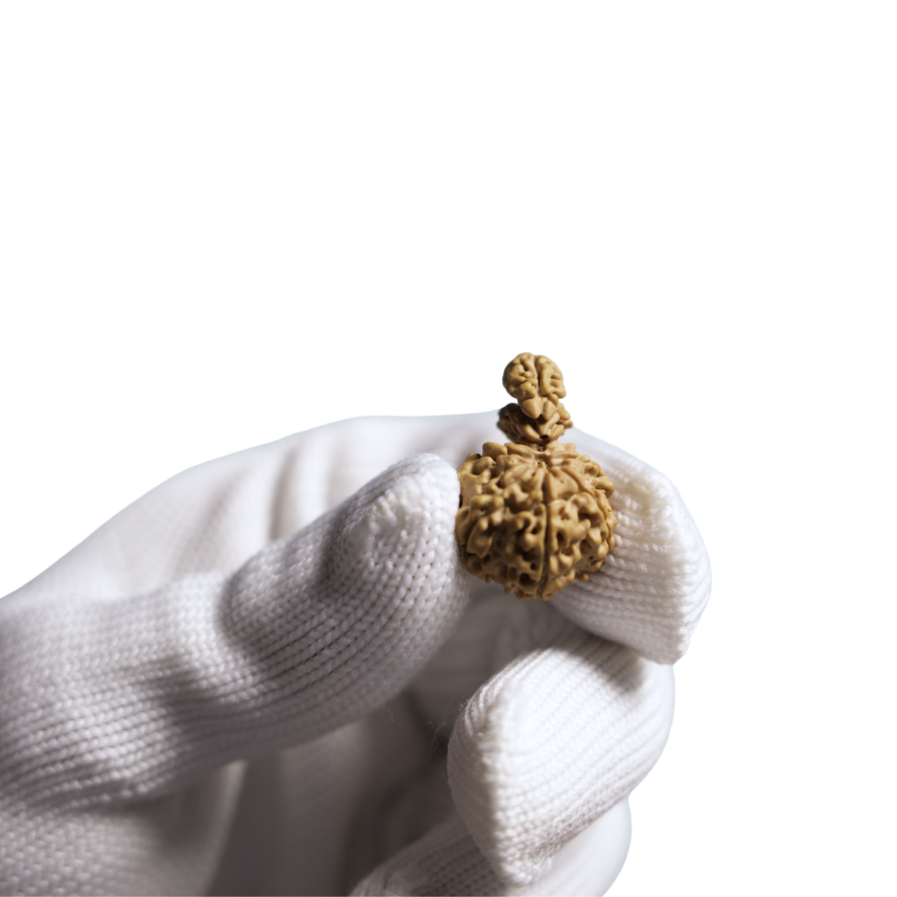 7 Mukhi Double Sawar Rudraksha | Original & Authentic