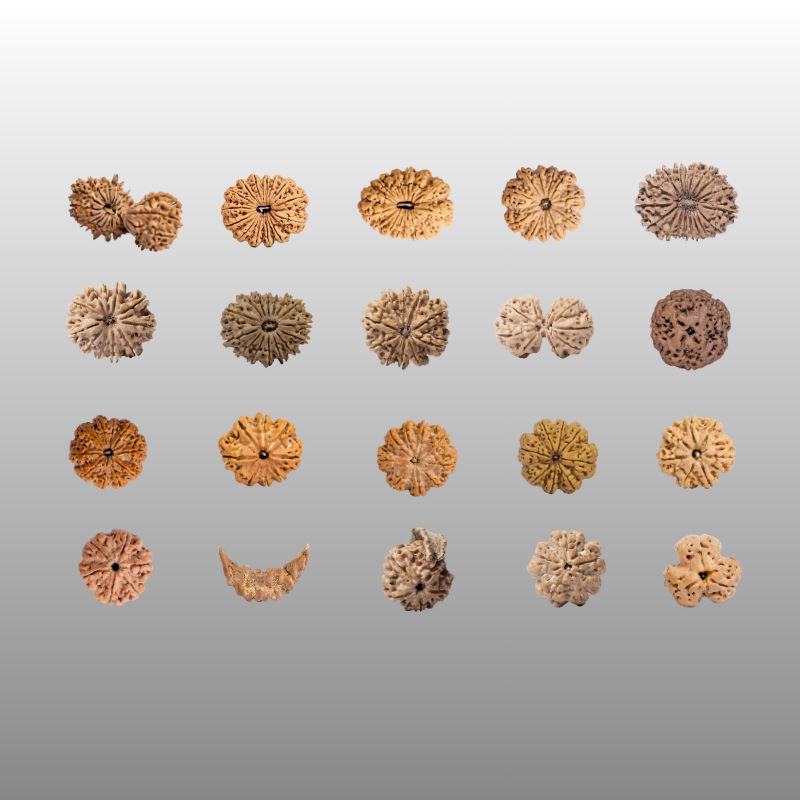 Rudraksha