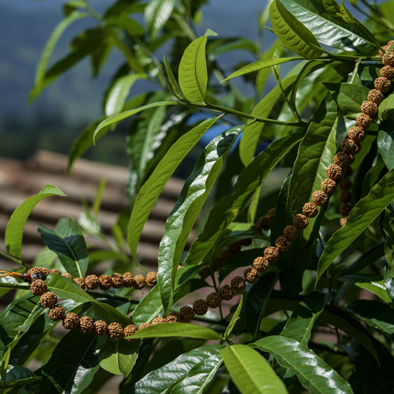 Divine Radiance 14mm Mala