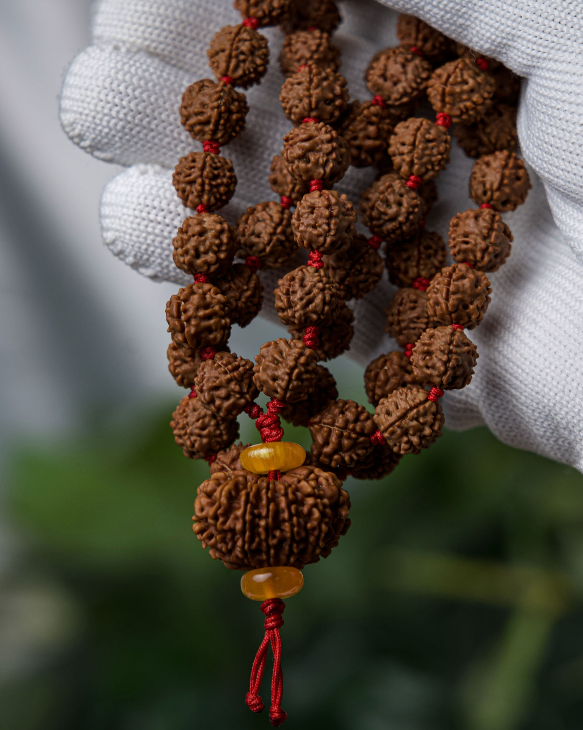 12 Mukhi with 5 Mukhi Rudraksha Mala