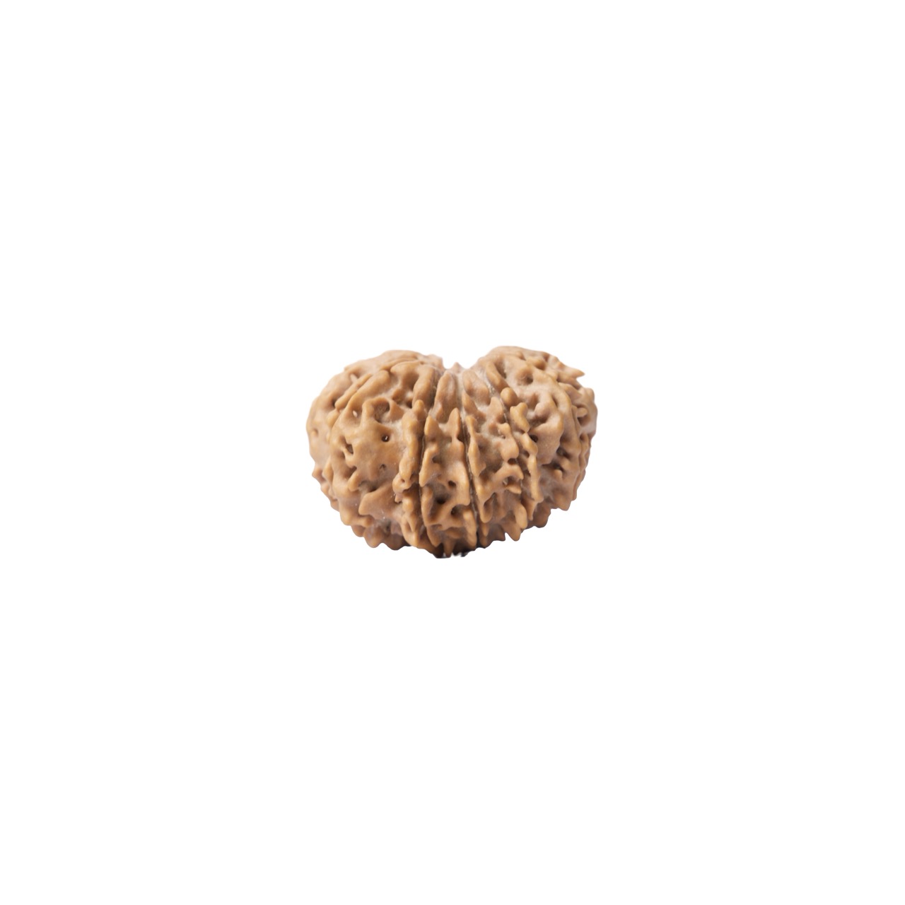 11 Mukhi Sacred Rudraksha