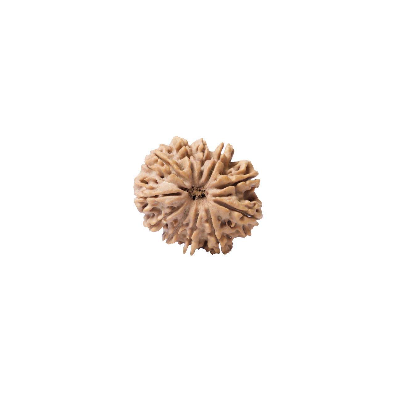 11 Mukhi Sacred Rudraksha