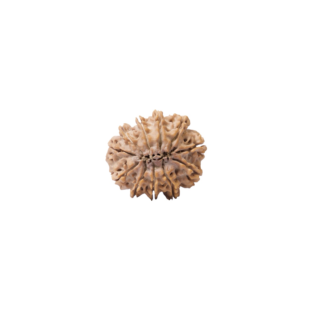 11 Mukhi Sacred Rudraksha