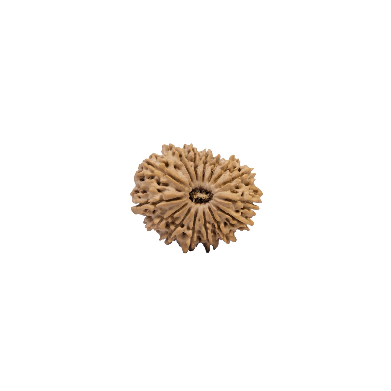 15 Mukhi Rudraksha – Sacred Fifteen-Faced Rudraksha