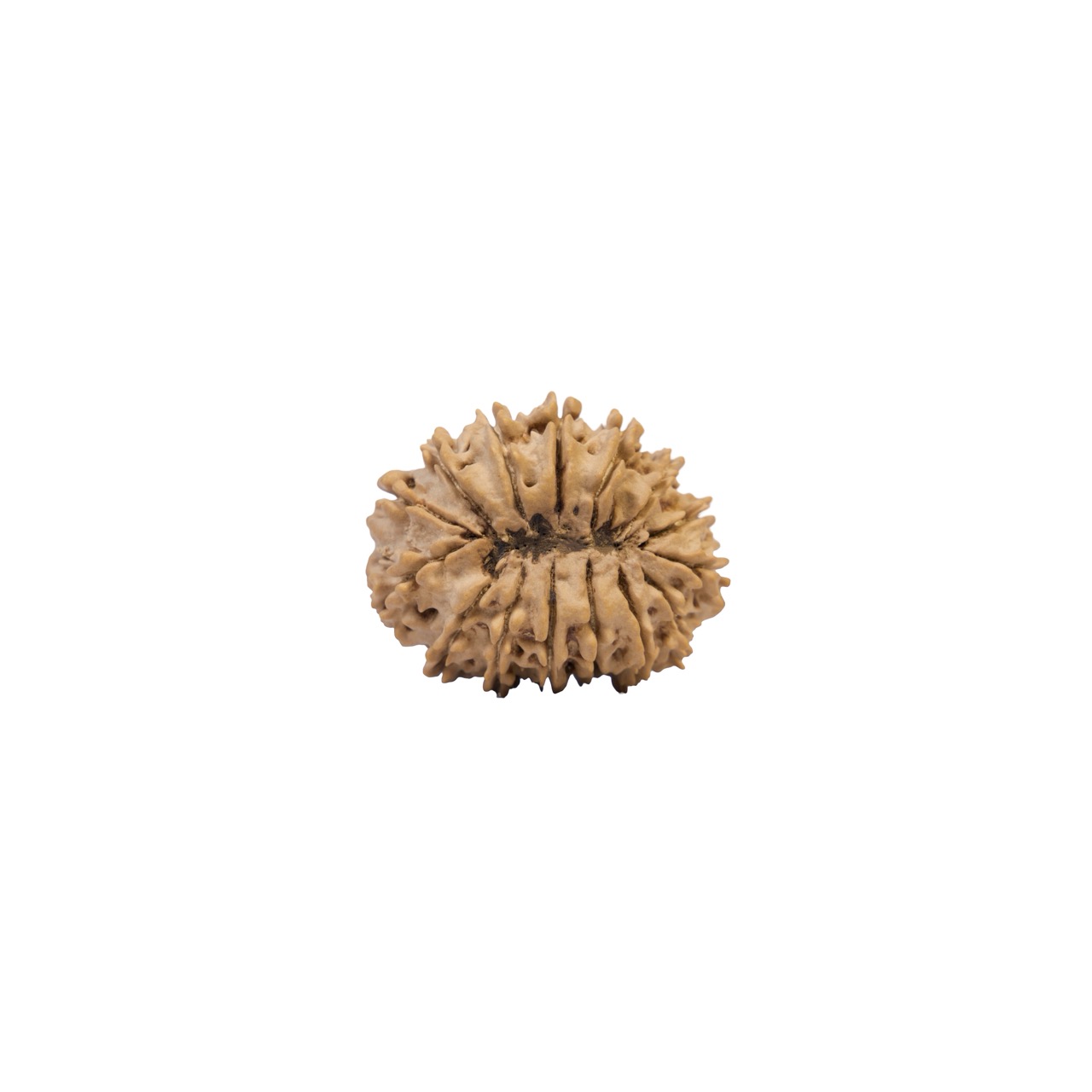 15 Mukhi Rudraksha – Sacred Fifteen-Faced Rudraksha