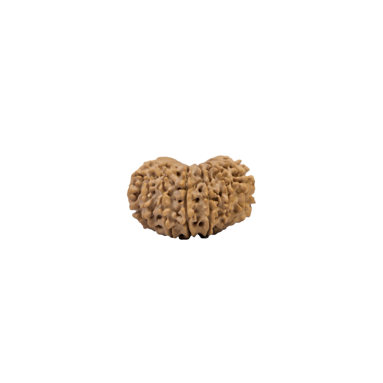 15 Mukhi Rudraksha – Sacred Fifteen-Faced Rudraksha