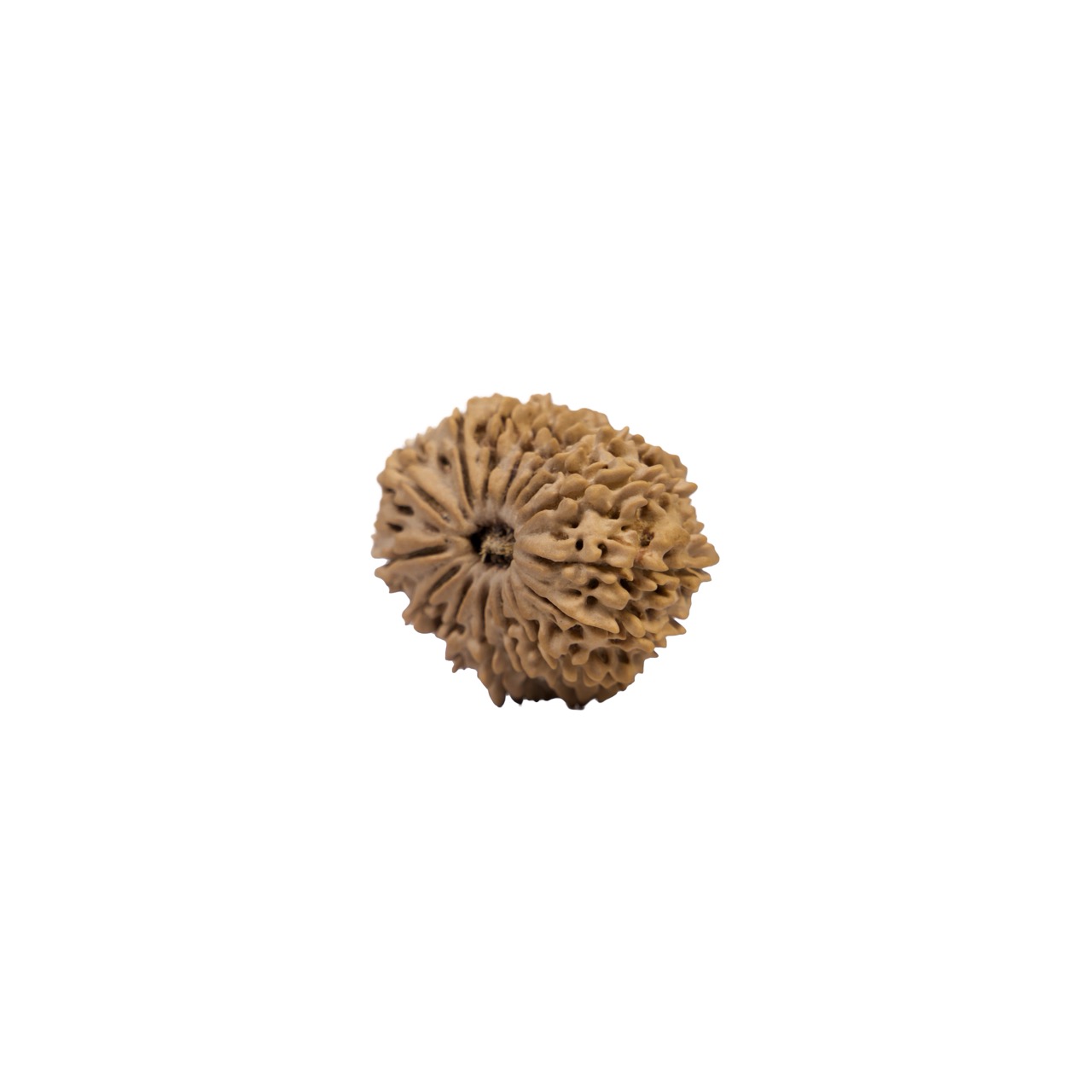 15 Mukhi Rudraksha – Sacred Fifteen-Faced Rudraksha