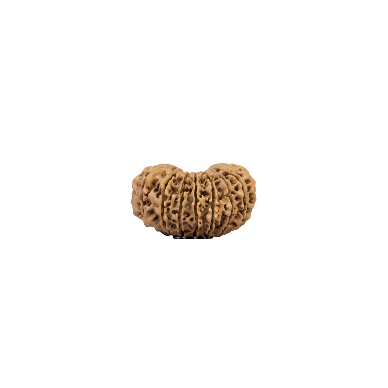 16 Mukhi Rudraksha – Mahamrityunjaya Shiva