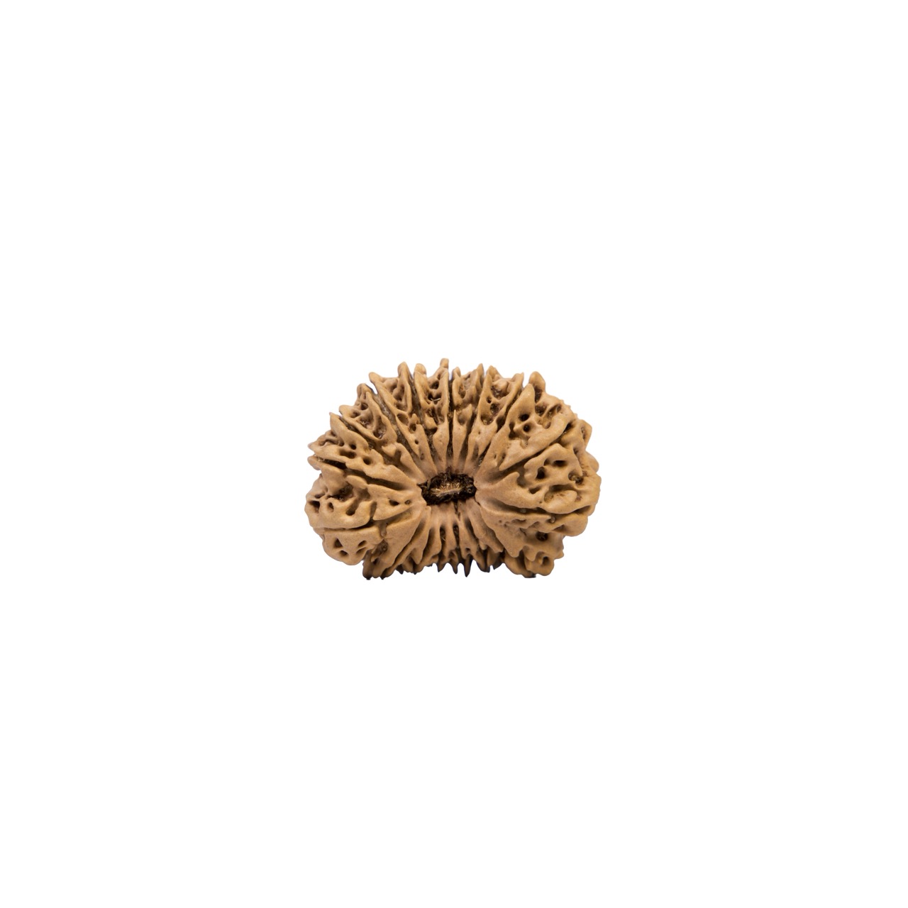 16 Mukhi Rudraksha – Mahamrityunjaya Shiva