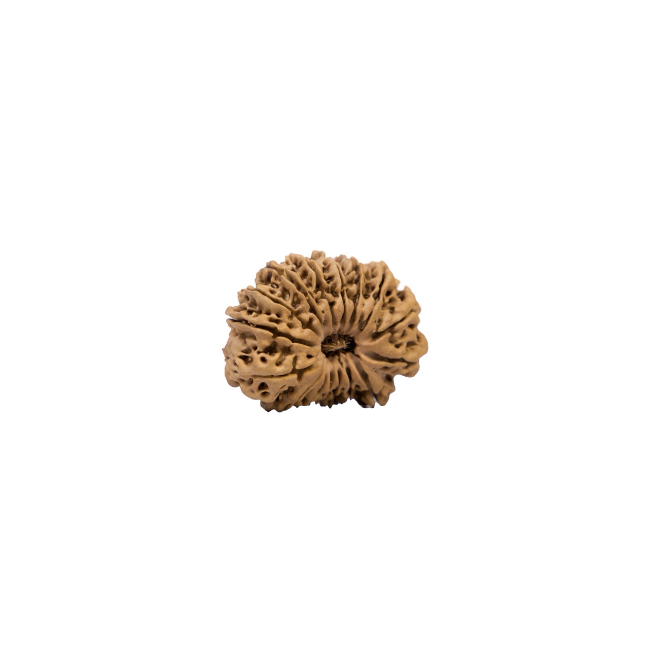 16 Mukhi Rudraksha – Mahamrityunjaya Shiva