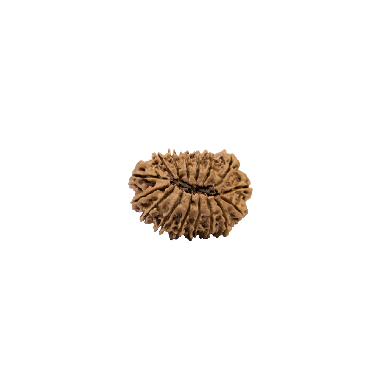 16 Mukhi Rudraksha – Mahamrityunjaya Shiva
