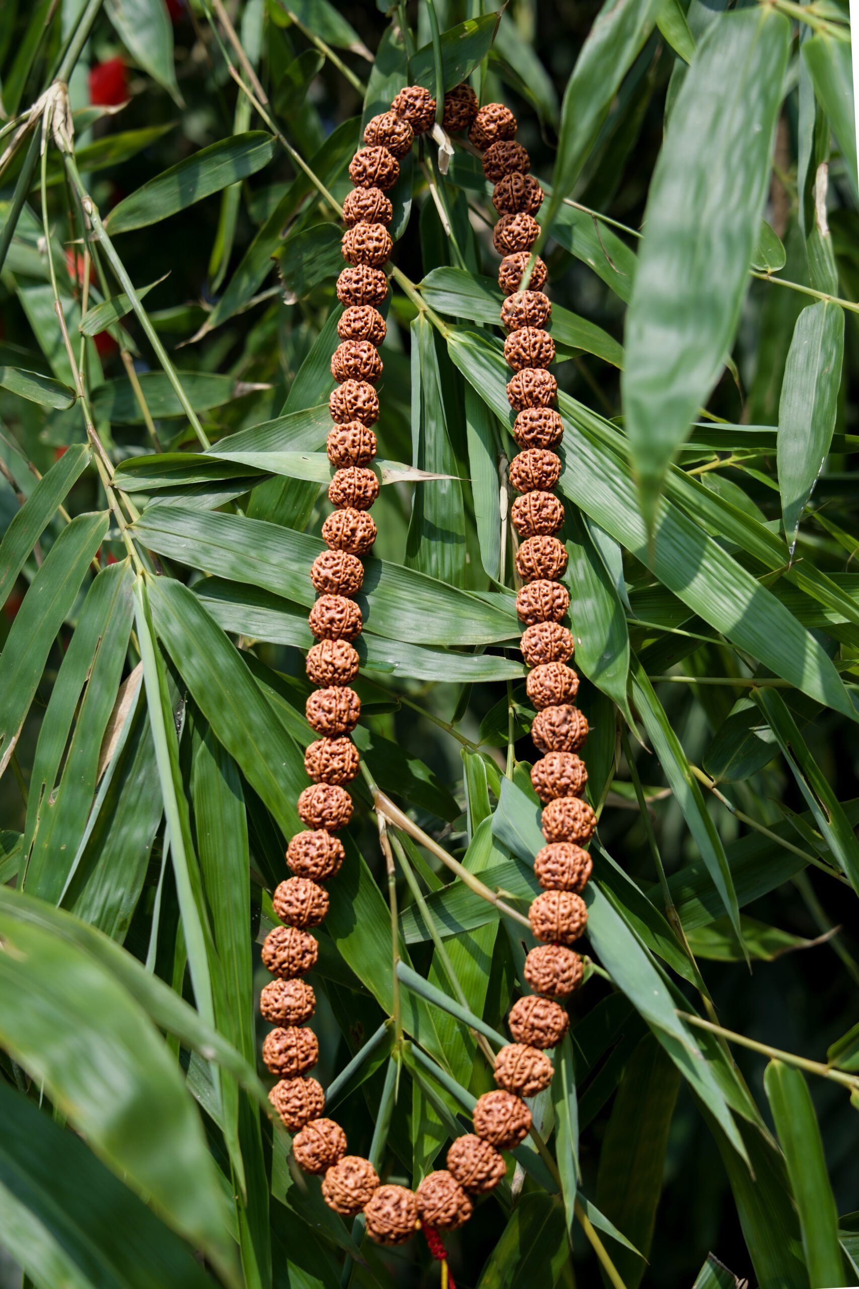 5 Mukhi Kantha Mala – Natural Rudraksha Beads