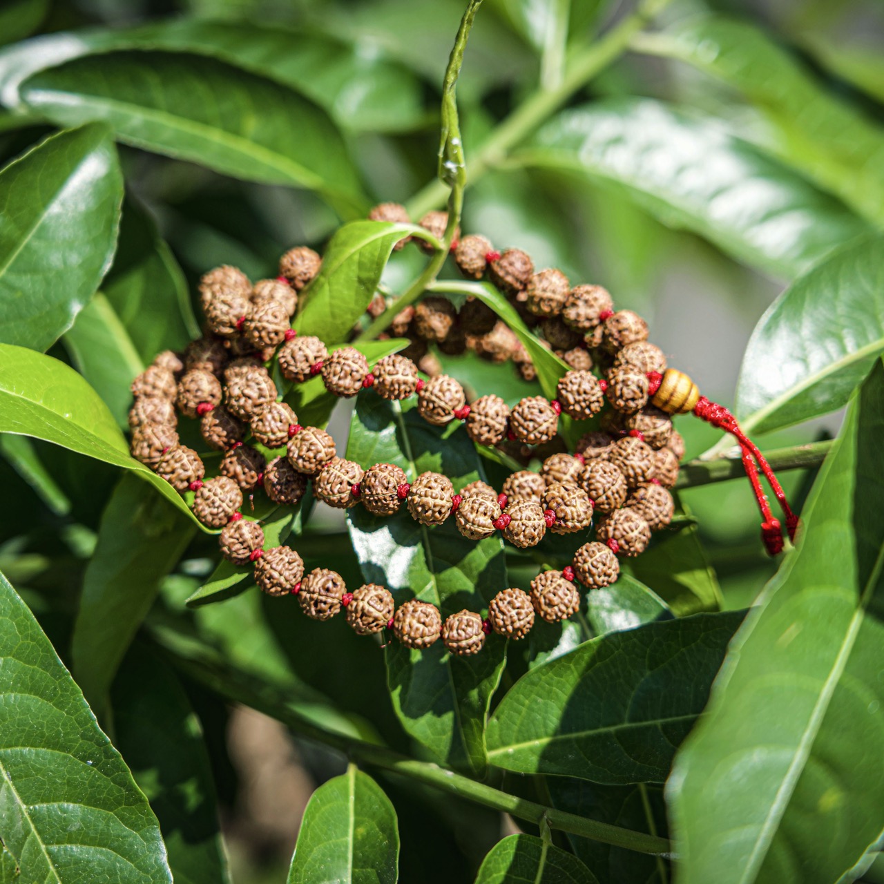 8mm 108 Rudraksha Mala