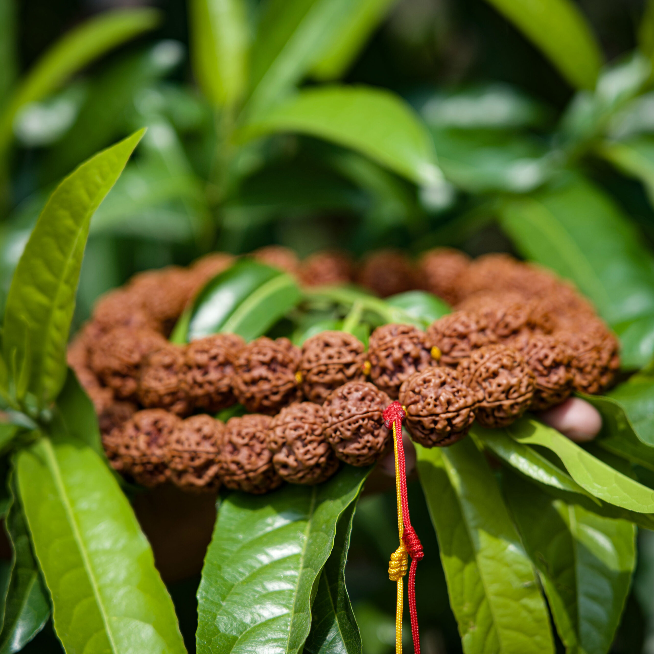 5 Mukhi Kantha Mala – Natural Rudraksha Beads